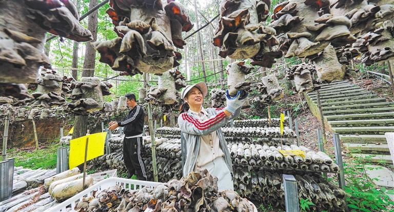 量发展产业调研】林下生金冰球突破爆百万大